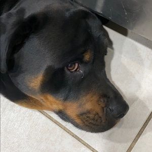 Meet your Posher, Franklin